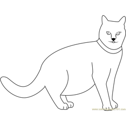 Felis catus coloring pages for kids