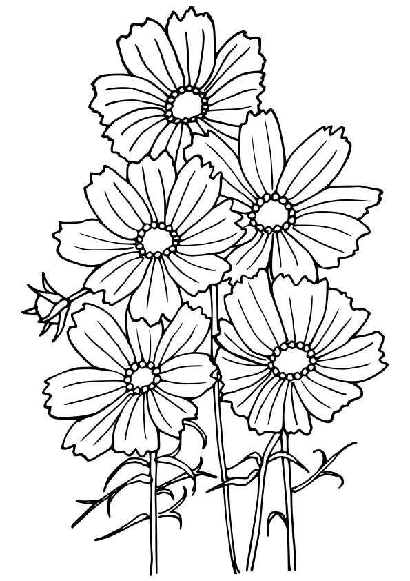 Cosmos flower drawing for coloring page free printable nurieworld