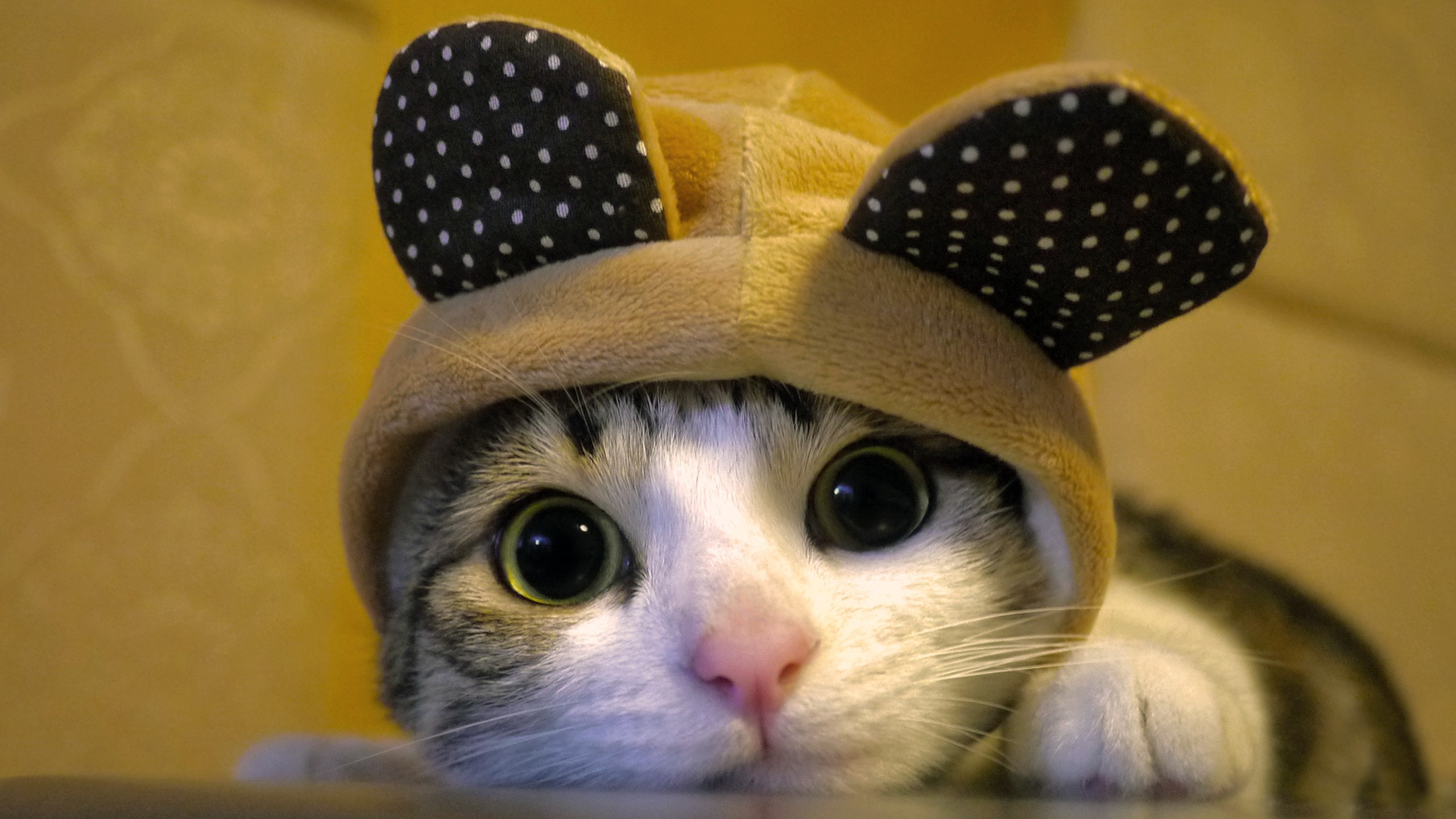 Cute cat pictures and cat wallpapers because cats are cool