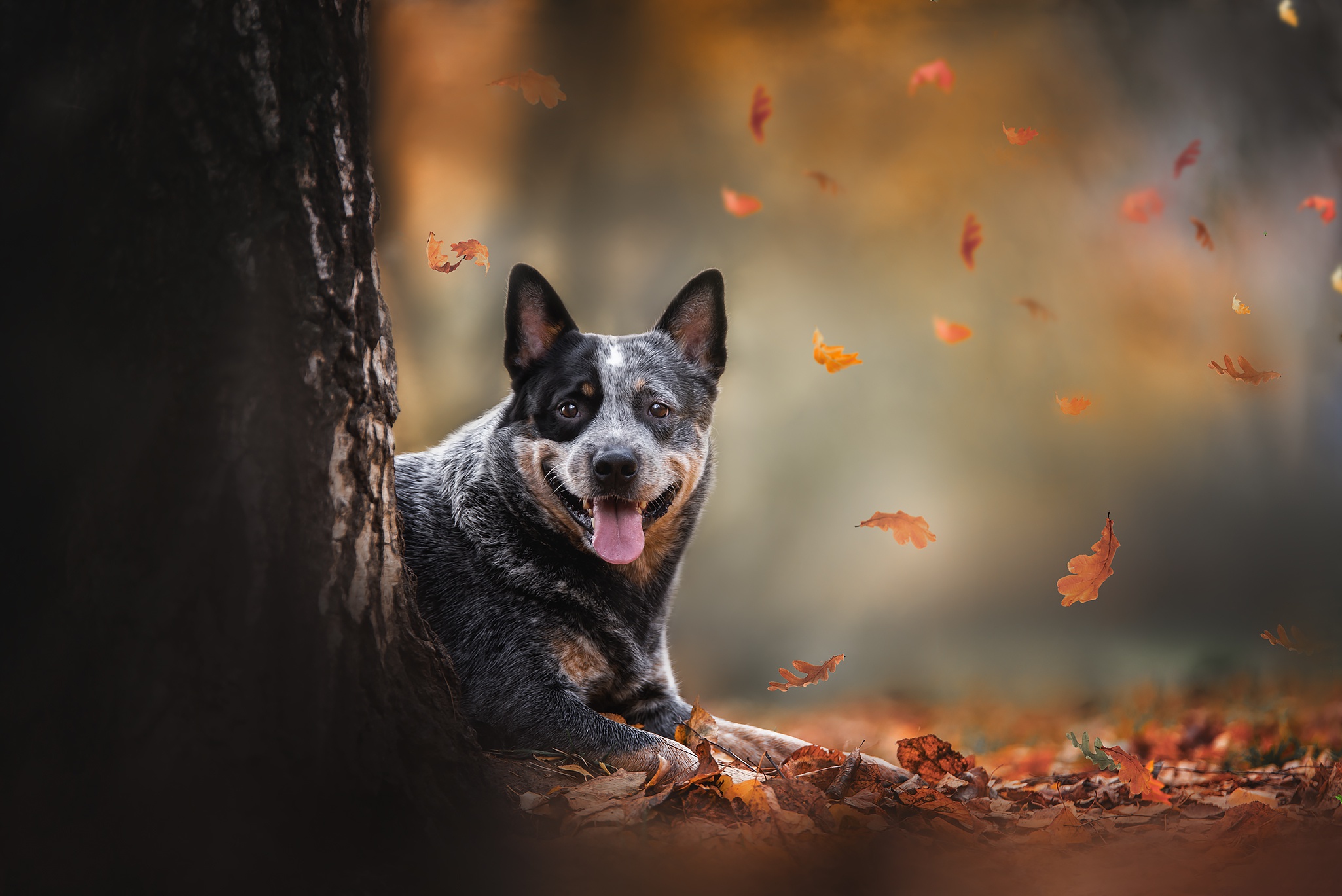 Australian cattle dog hd papers und hintergrãnde