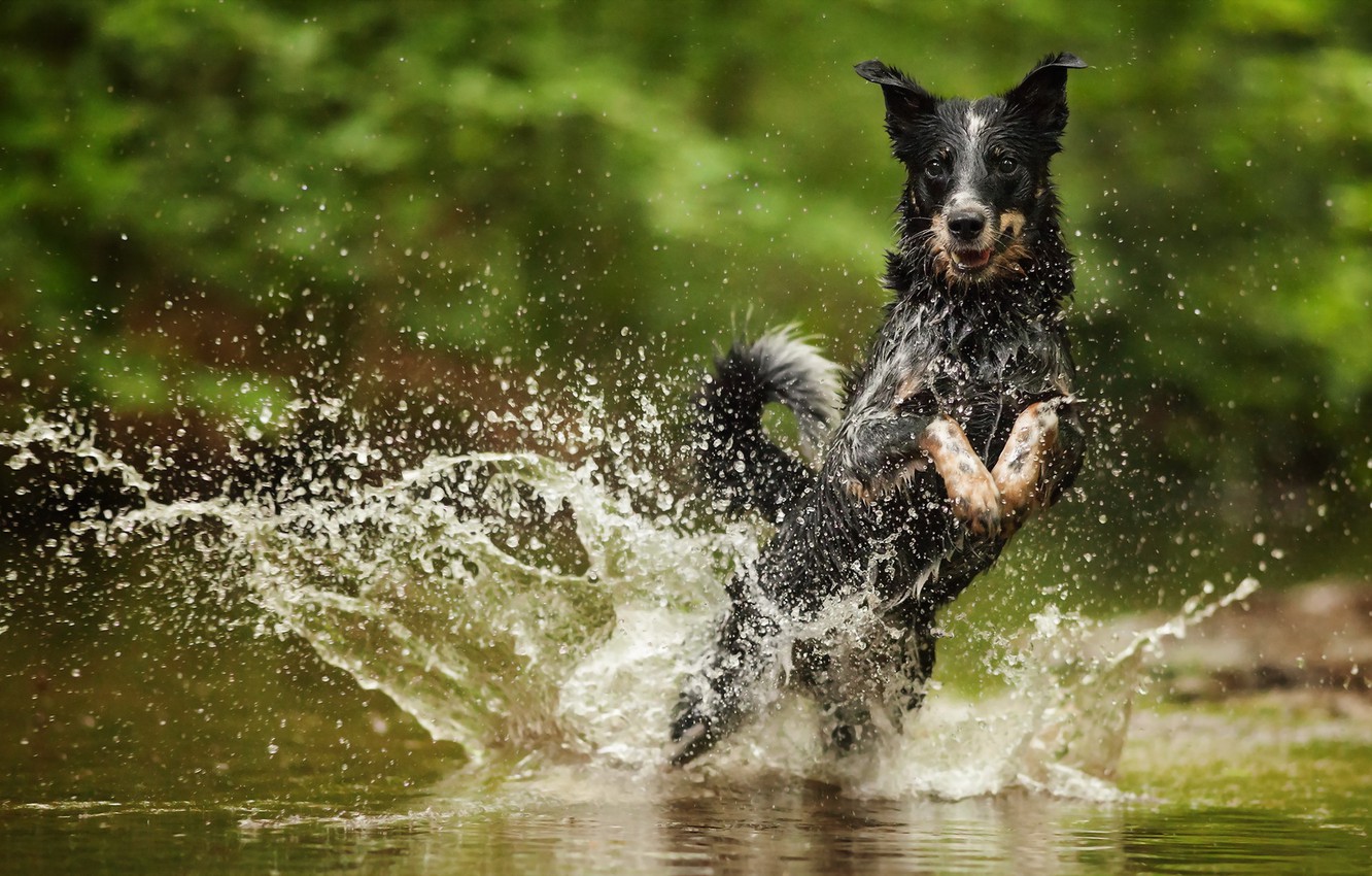 Wallpaper water squirt australian cattle dog images for desktop section ñððððºð