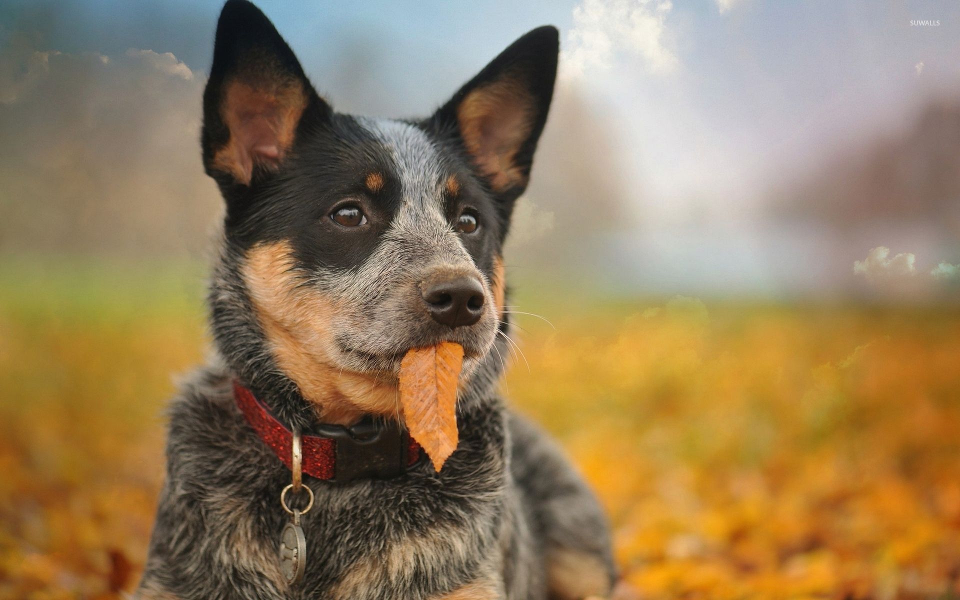 Australian cattle dog on orange leaves wallpaper austrailian cattle dog heeler puppies cattle dog