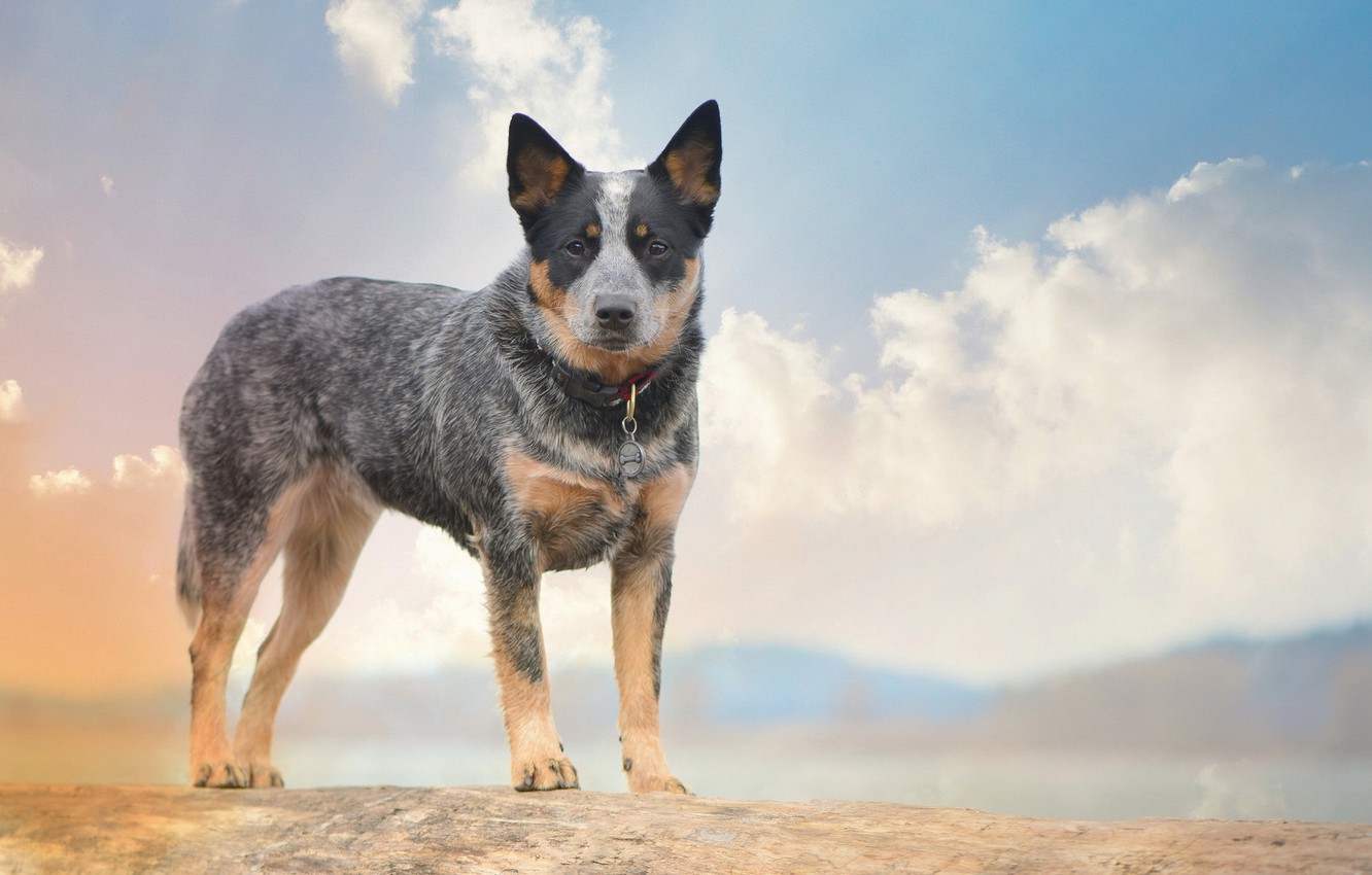 Wallpaper look each dog australian cattle dogs images for desktop section ñððððºð