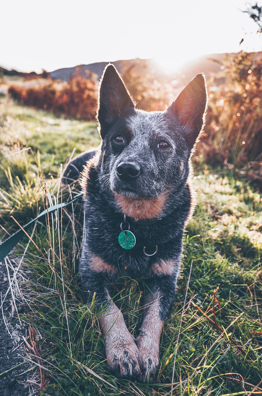 Australian cattle dog pictures download free images on