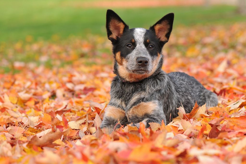 Dogs blue heeler puppies cattle dog heeler puppies