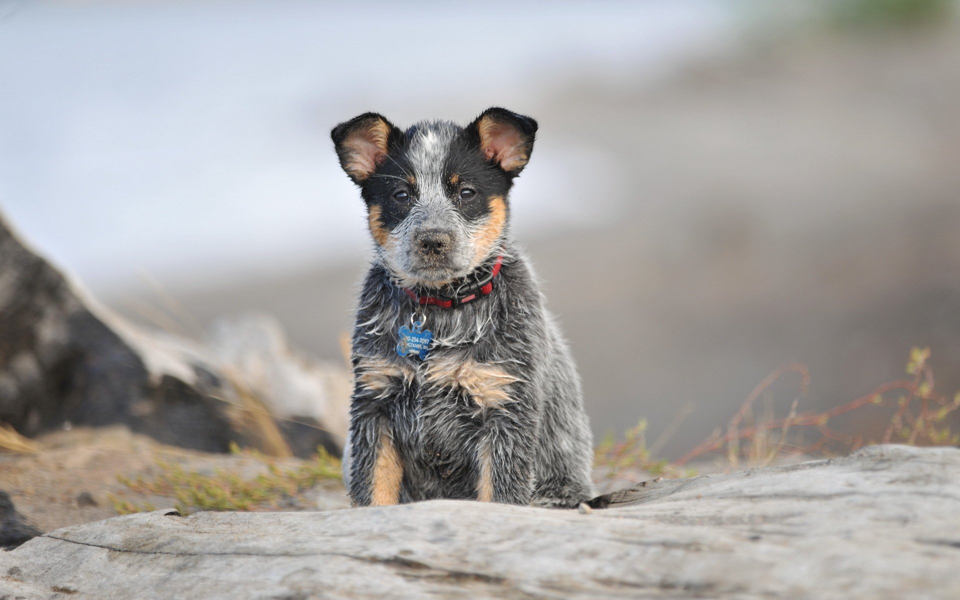 Australian cattle dog hd paper