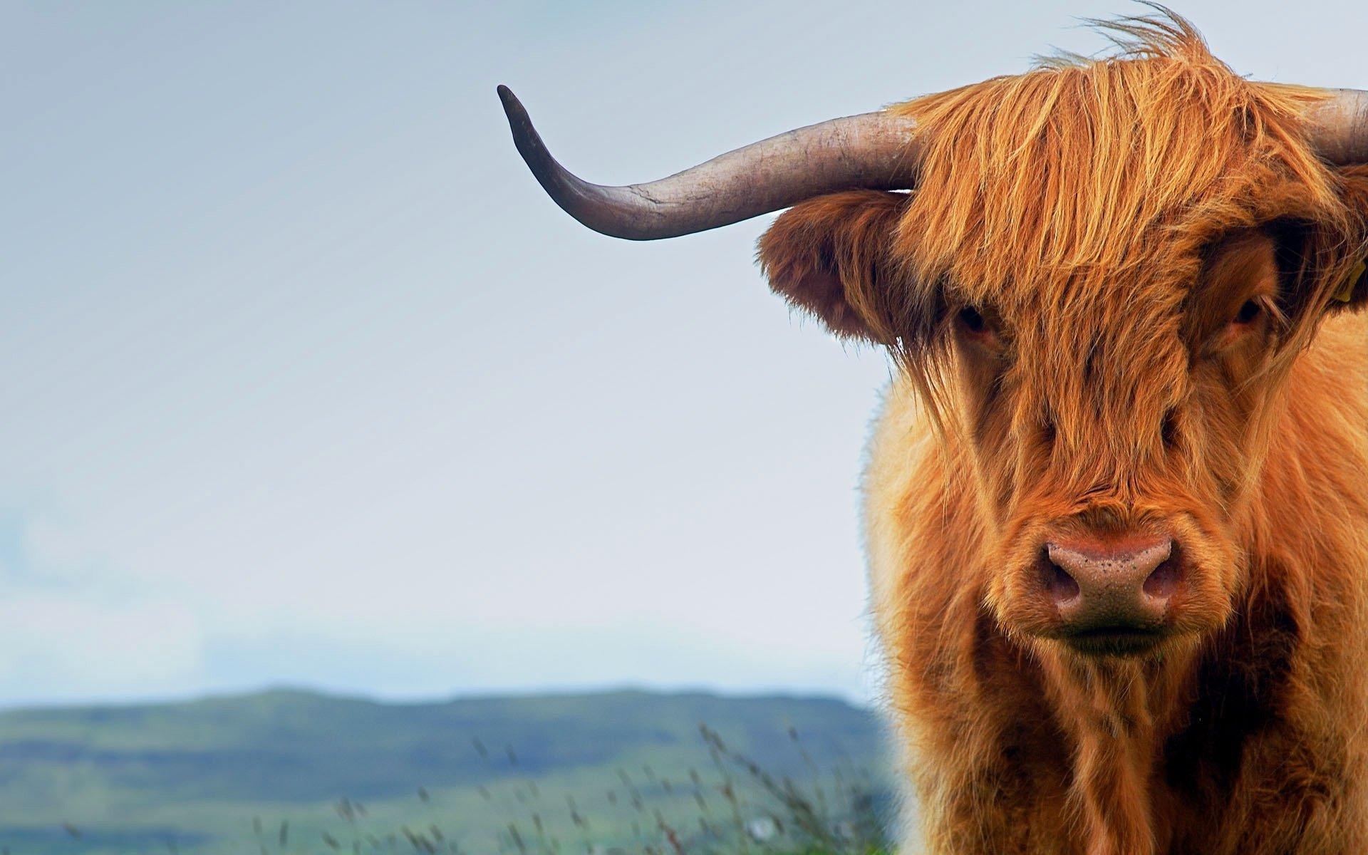 Highland cow wallpapers