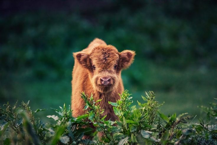 Animal cow baby animal p wallpaper hdwallpaper desktop cow wallpaper baby animals animals