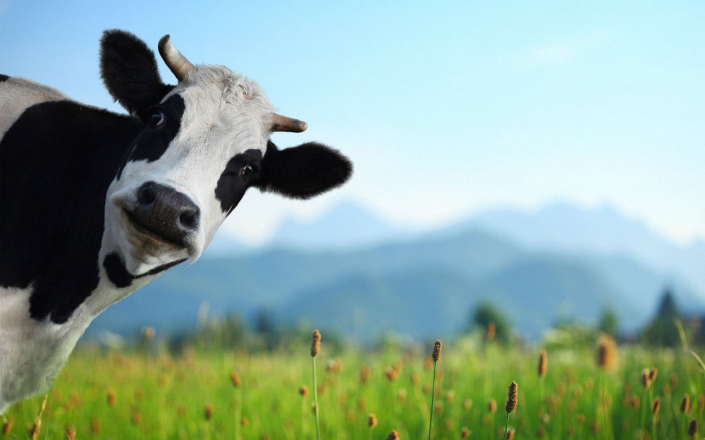 Cow wallpapers