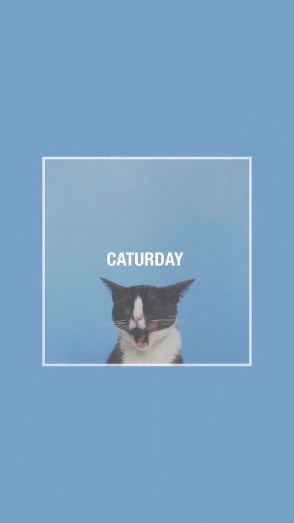 Caturday uploaded by lucian on we heart it