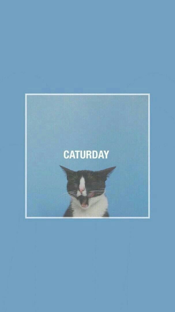 Caturday uploaded by wubba lubba dub dub on we heart it
