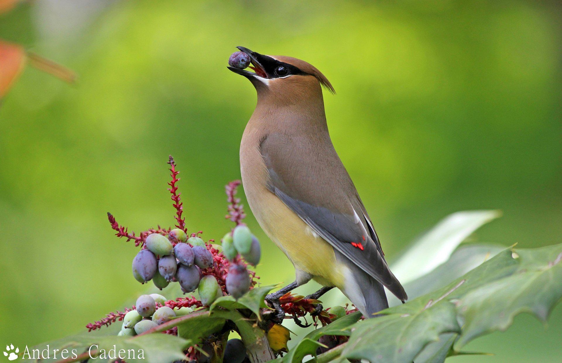 Cedar waxwing hd papers und hintergrãnde