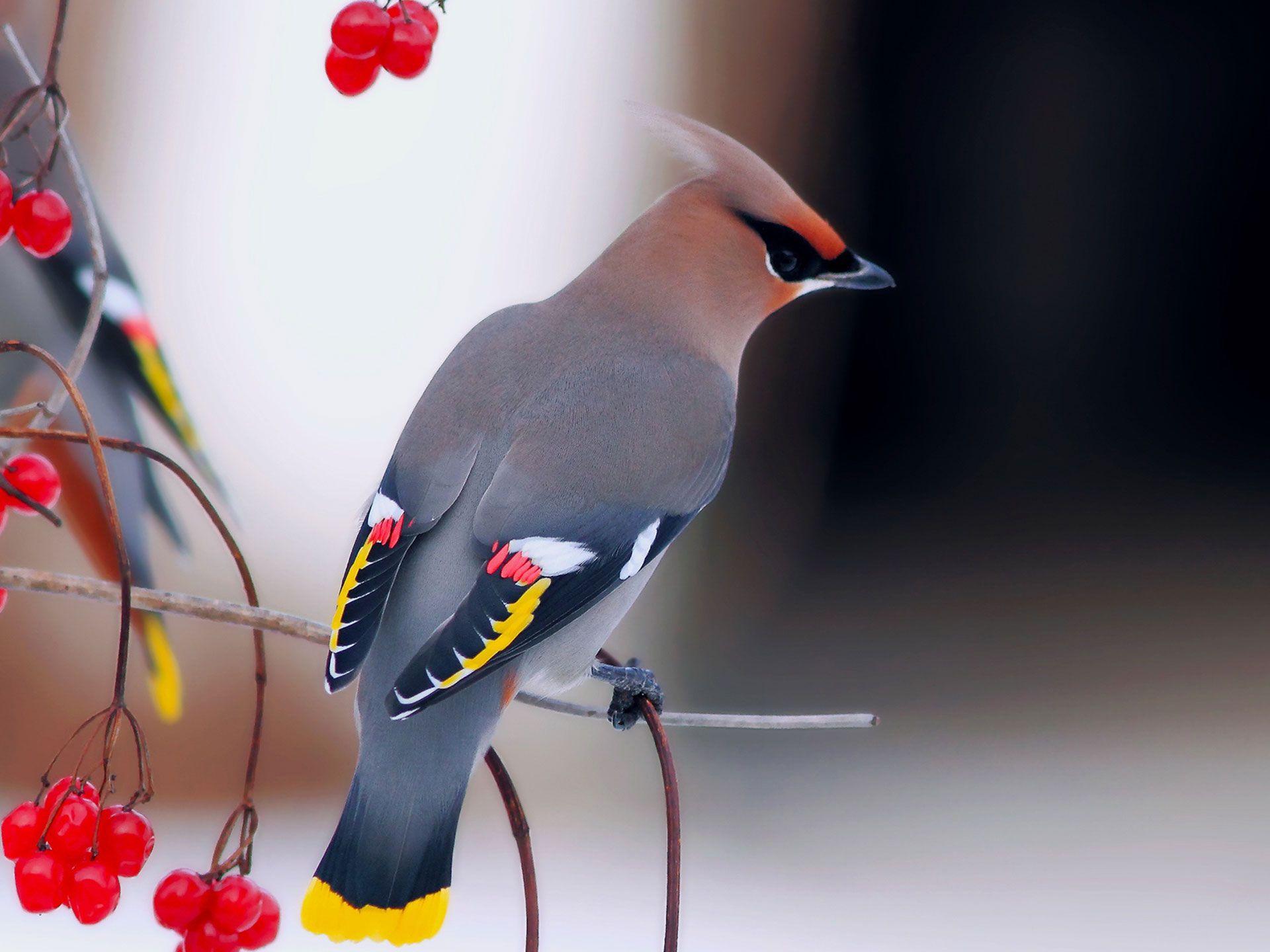 Cedar waxwings wallpapers