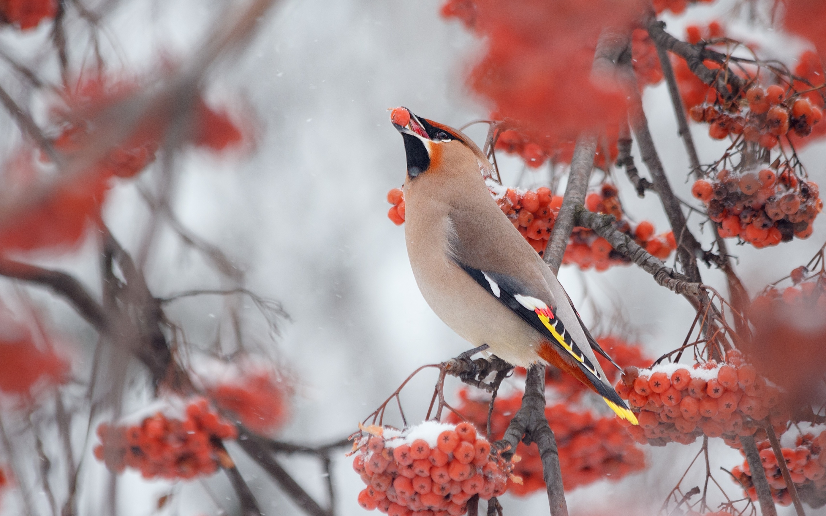 Bohemian waxwing on winter branch