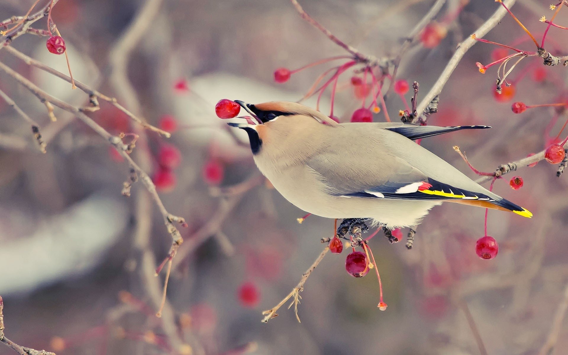 Cedar waxwing hd paper