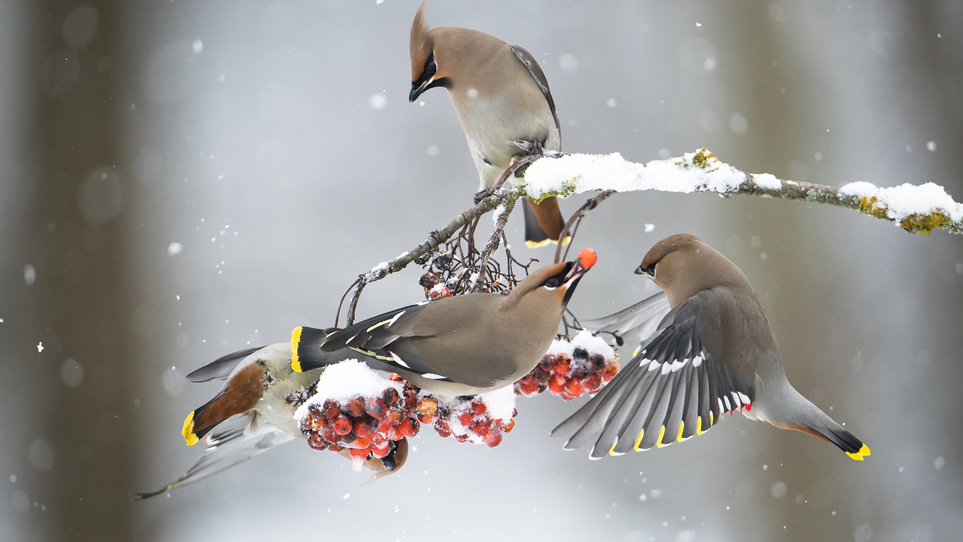 Waxwing hd paper