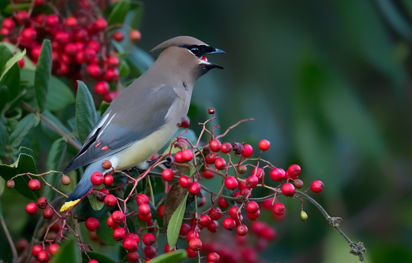 Wallpaper birds berries branch cedar waxwing images for desktop section ððððñðñðµ