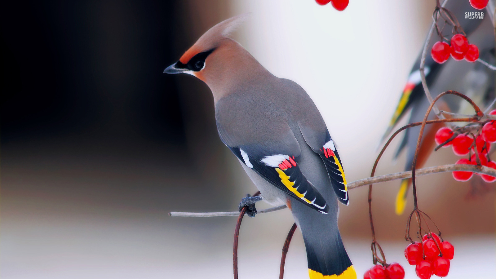 Bohemian waxwing