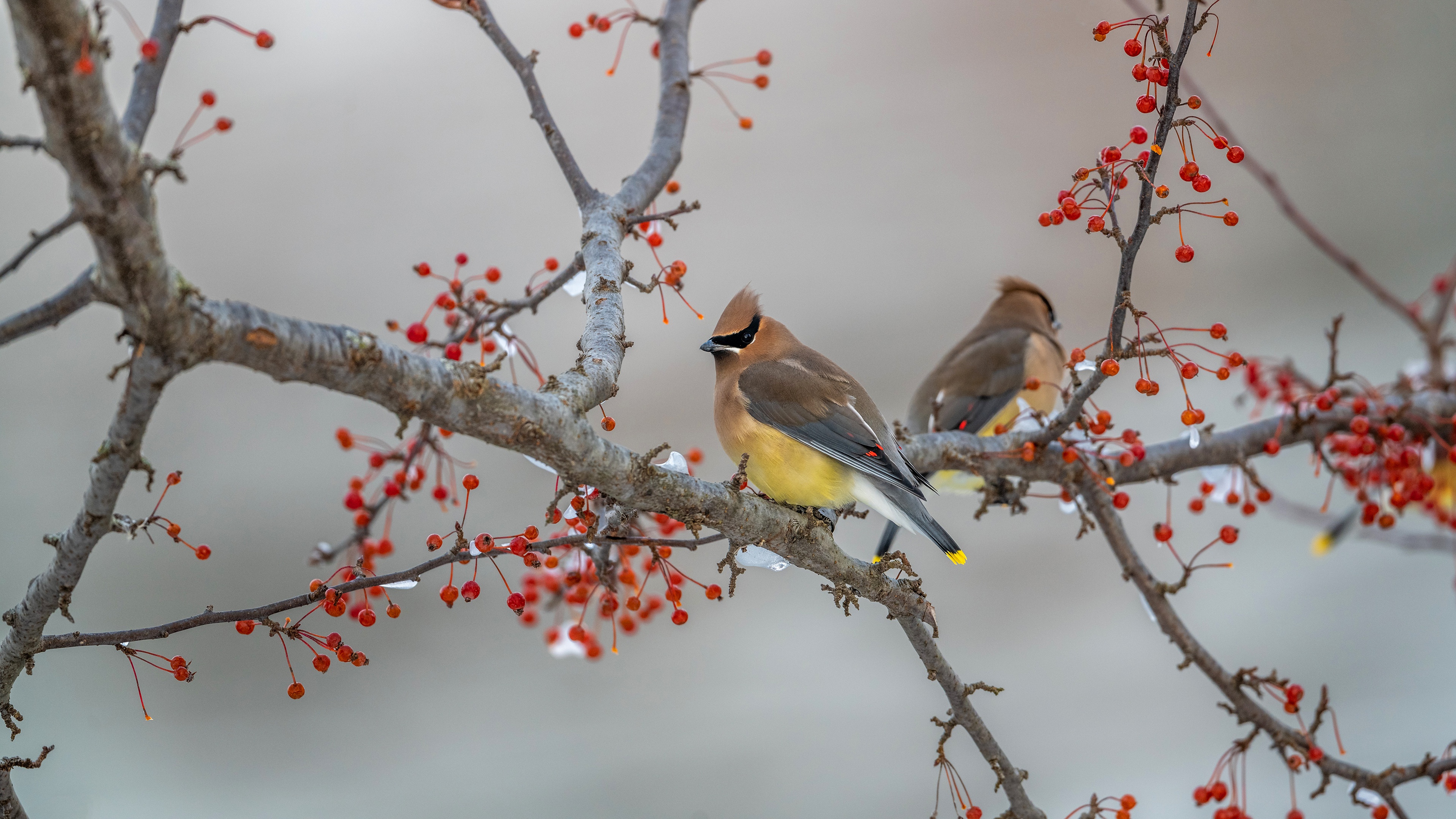 Waxwing k ultra hd paper