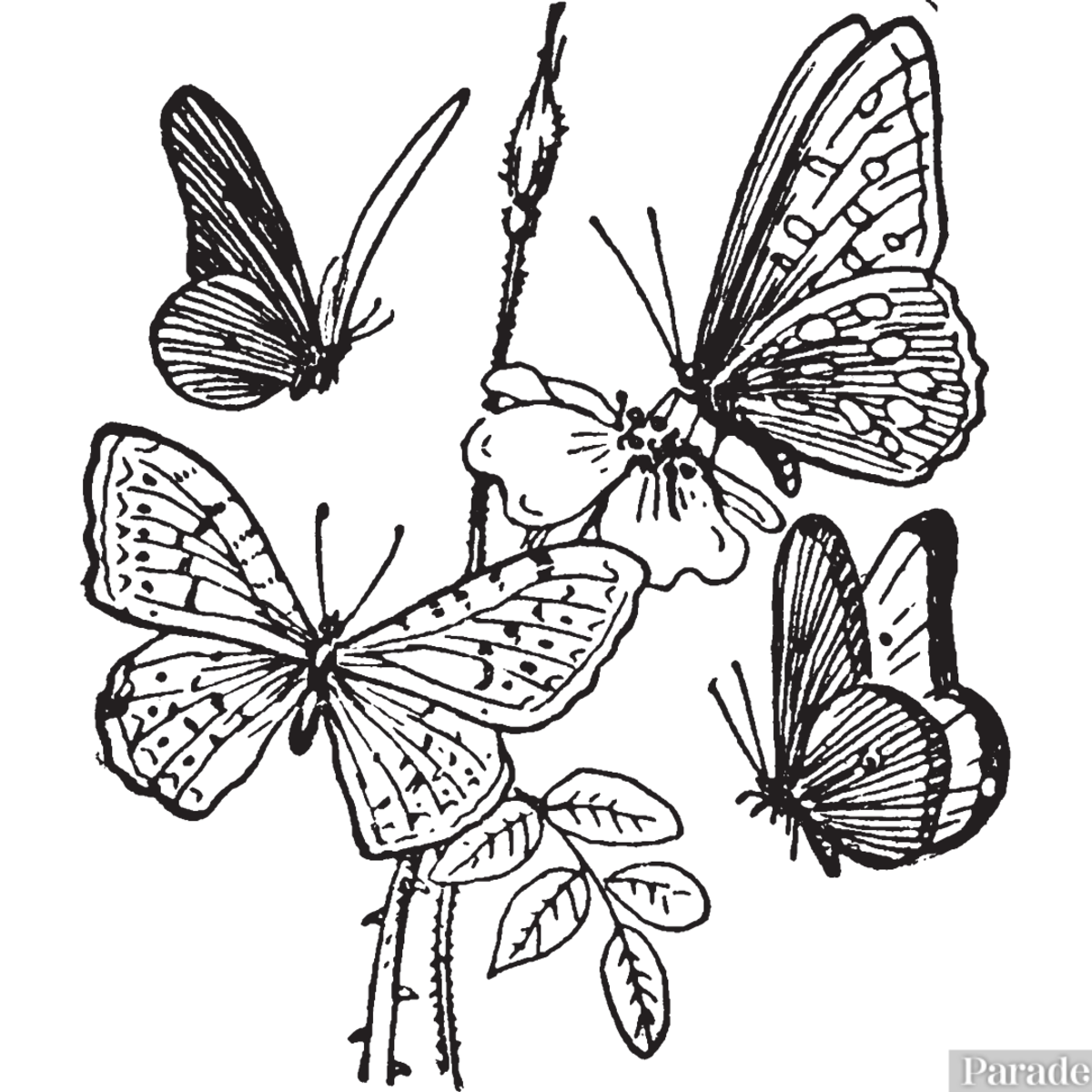 Butterfly coloring pages free printable sheets