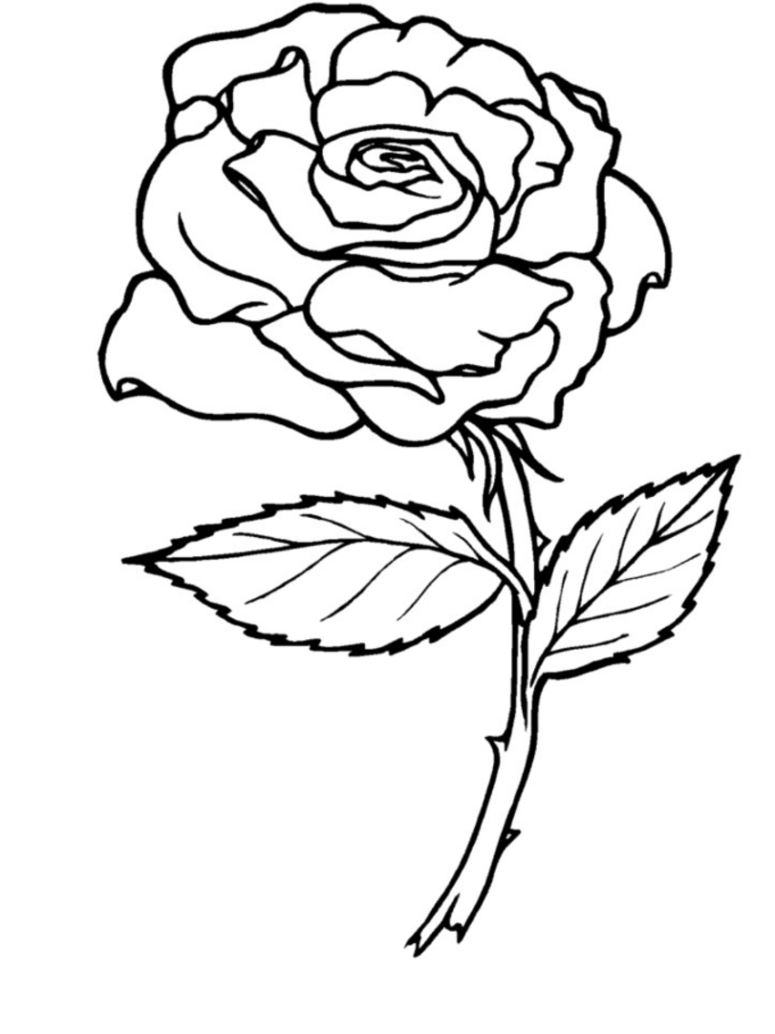 Coloring page roses nature â printable coloring pages