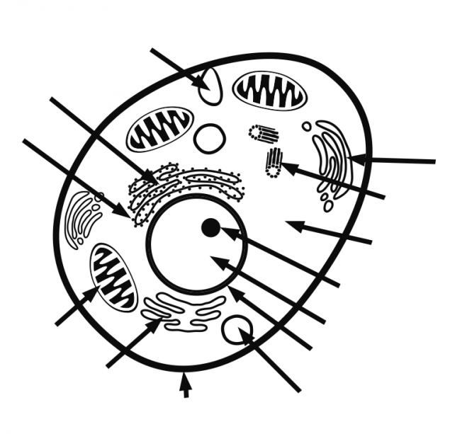 Animal cell