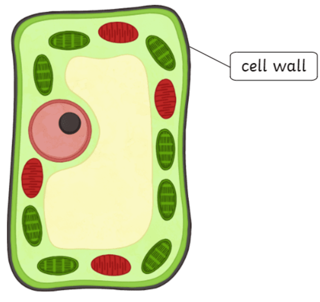 What is a cell wall teaching wiki
