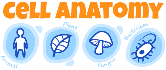 Cell anatomy activity ask a biologist