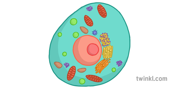 What is a cell teaching wiki