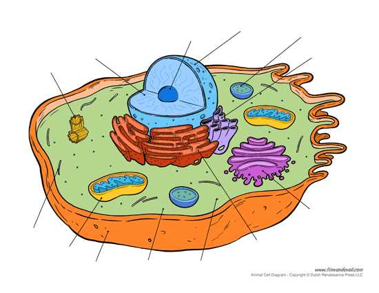Printable animal cell diagram â labeled unlabeled and blank â tims printables