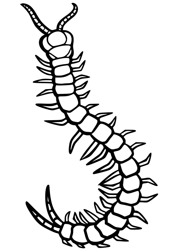 Ïcentipede drawing for coloring page free printable nurieworld