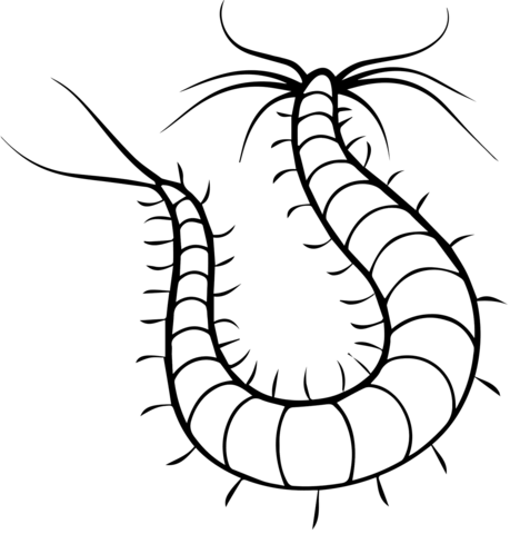 Platynereis polychaete worm coloring page free printable coloring pages