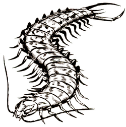 Monstrous centipede forgotten realms wiki