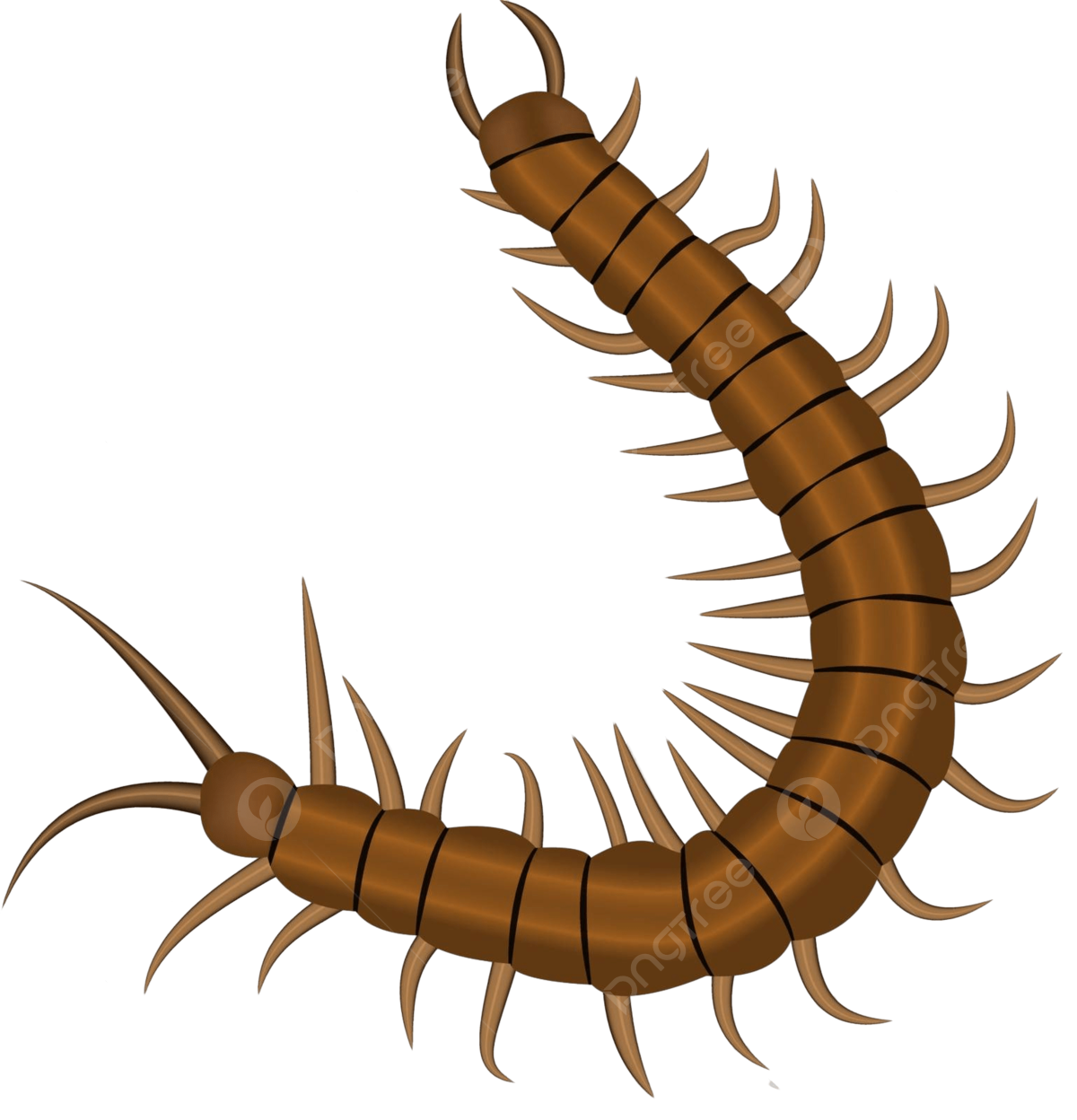 Centipede isolated png transparent images free download vector files