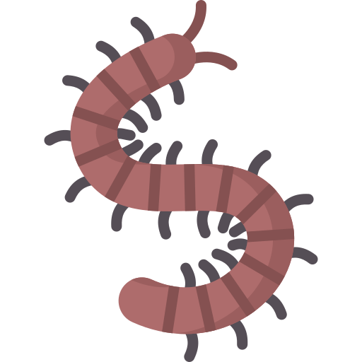 Centipede