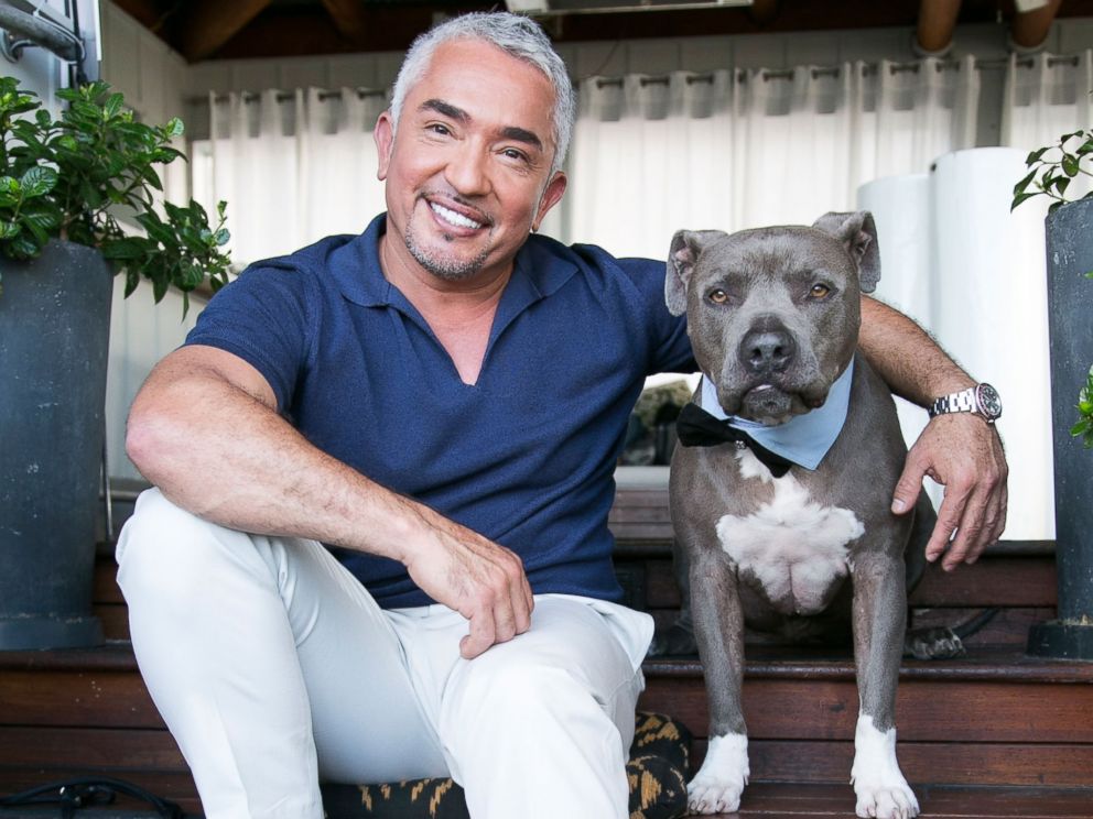 Download Free 100 + cesar millan wallpaper