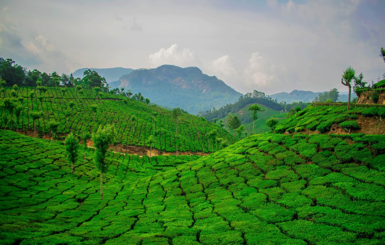 Wallpaper green tea plantation ceylon images for desktop section ðñðñððð