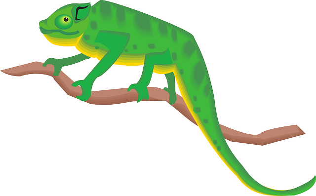 Free chameleon lizard images