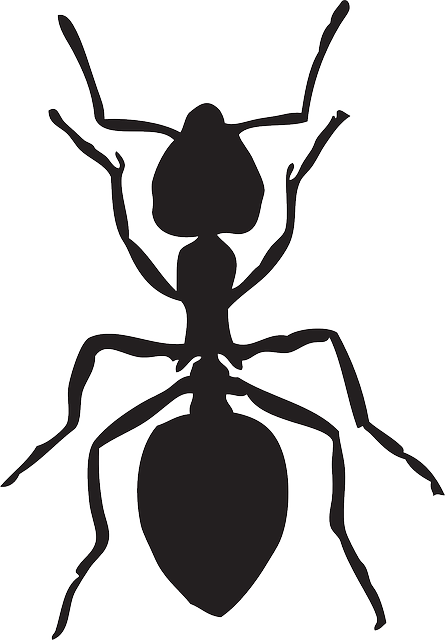 Download ant insect animal royalty