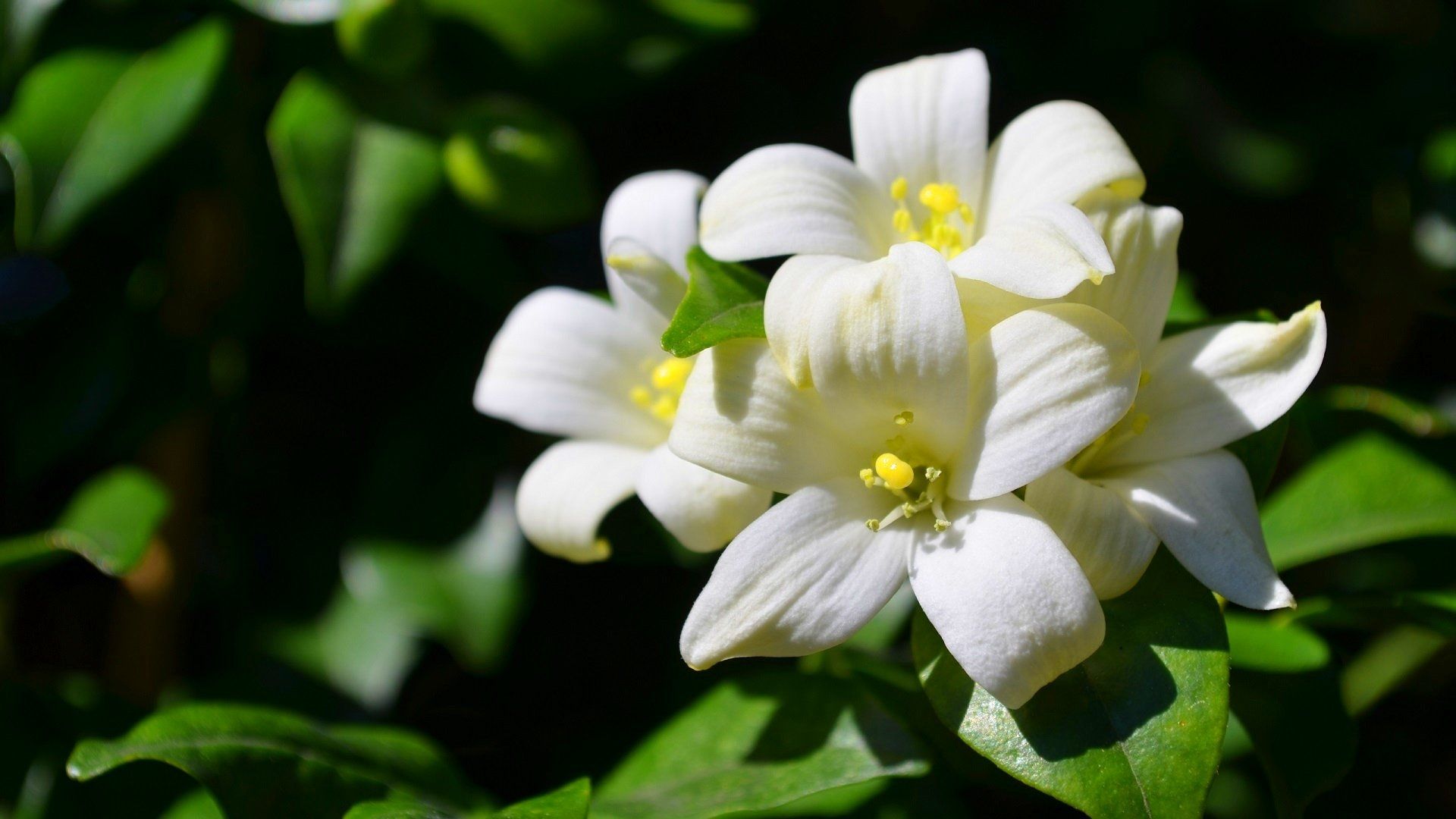 White jasmine wallpapers