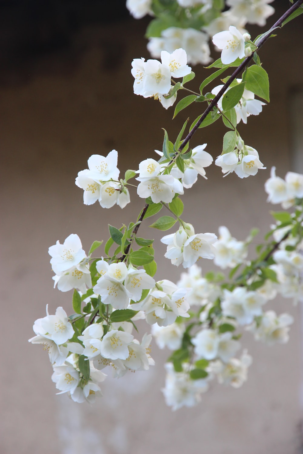 Jasmine flower pictures download free images on