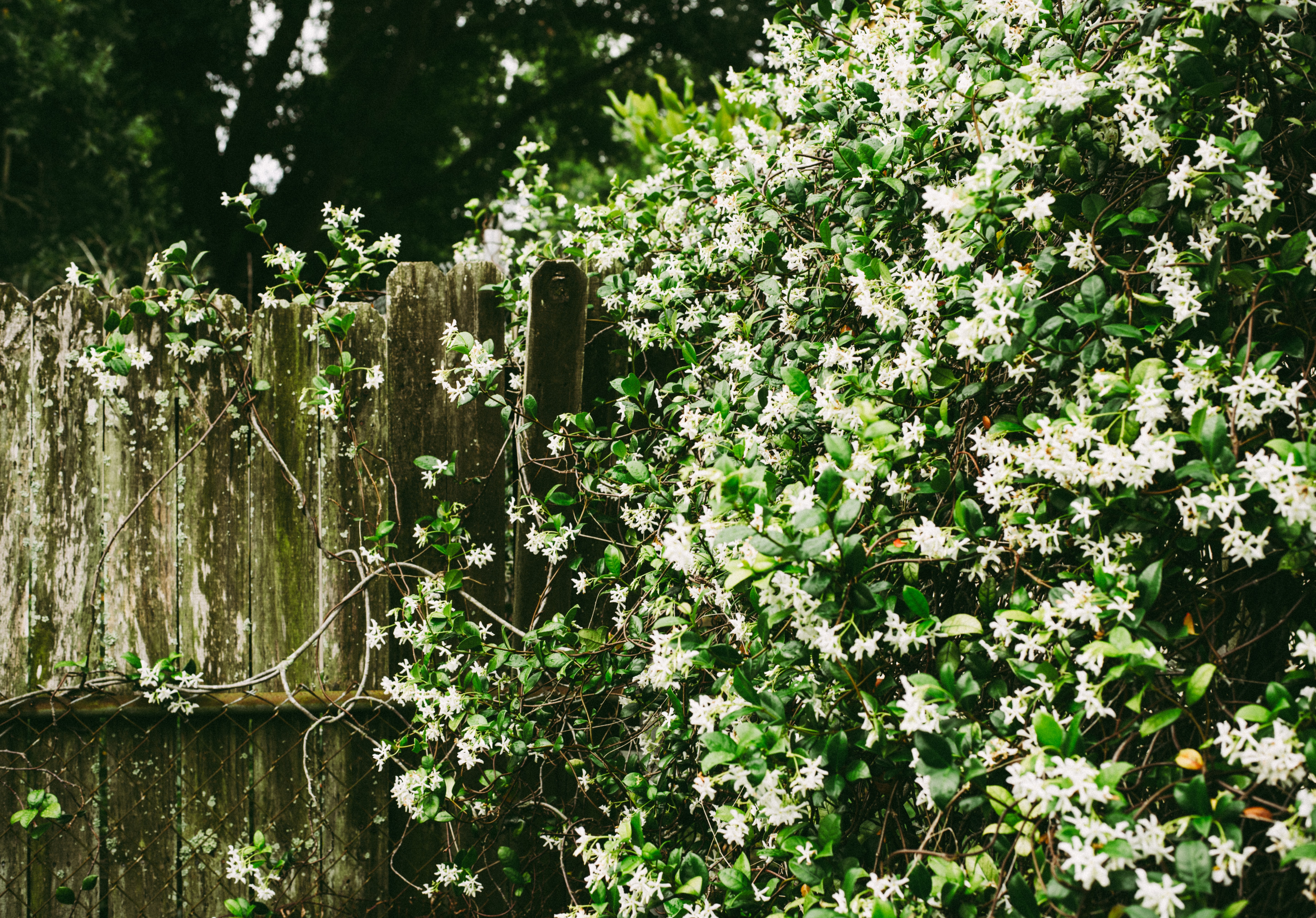 Jasmine flower photos download free jasmine flower stock photos hd images