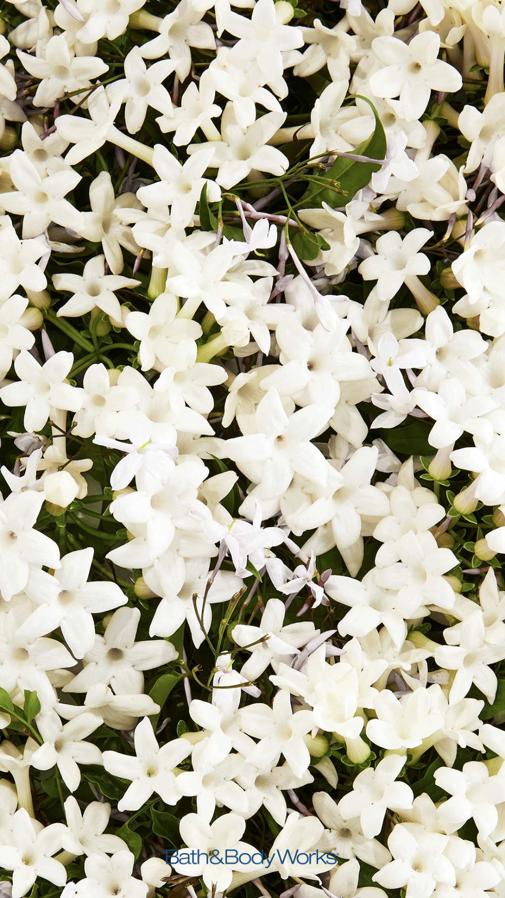 Jasmine iphone wallpaper background jasmine flower flower background iphone flower wallpaper