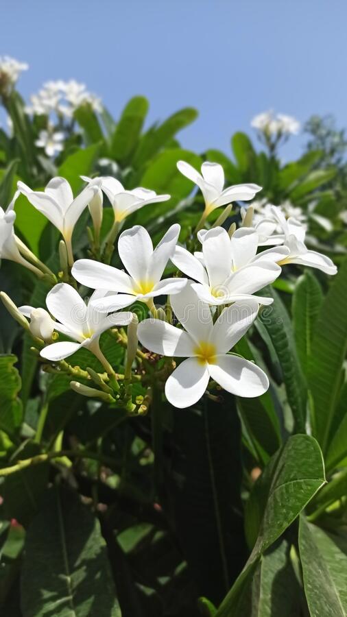 Flower wallpaper the best flower of jasmine stock image