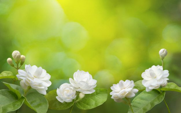 Premium photo jasmine flower background jasmine flower flowers flower backgrounds