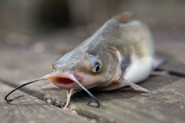 Redtail catfish Phractocephalus hemioliopterus . Freshwater fish Stock  Photo - Alamy