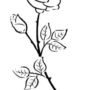 Roses coloring pages printable for free download