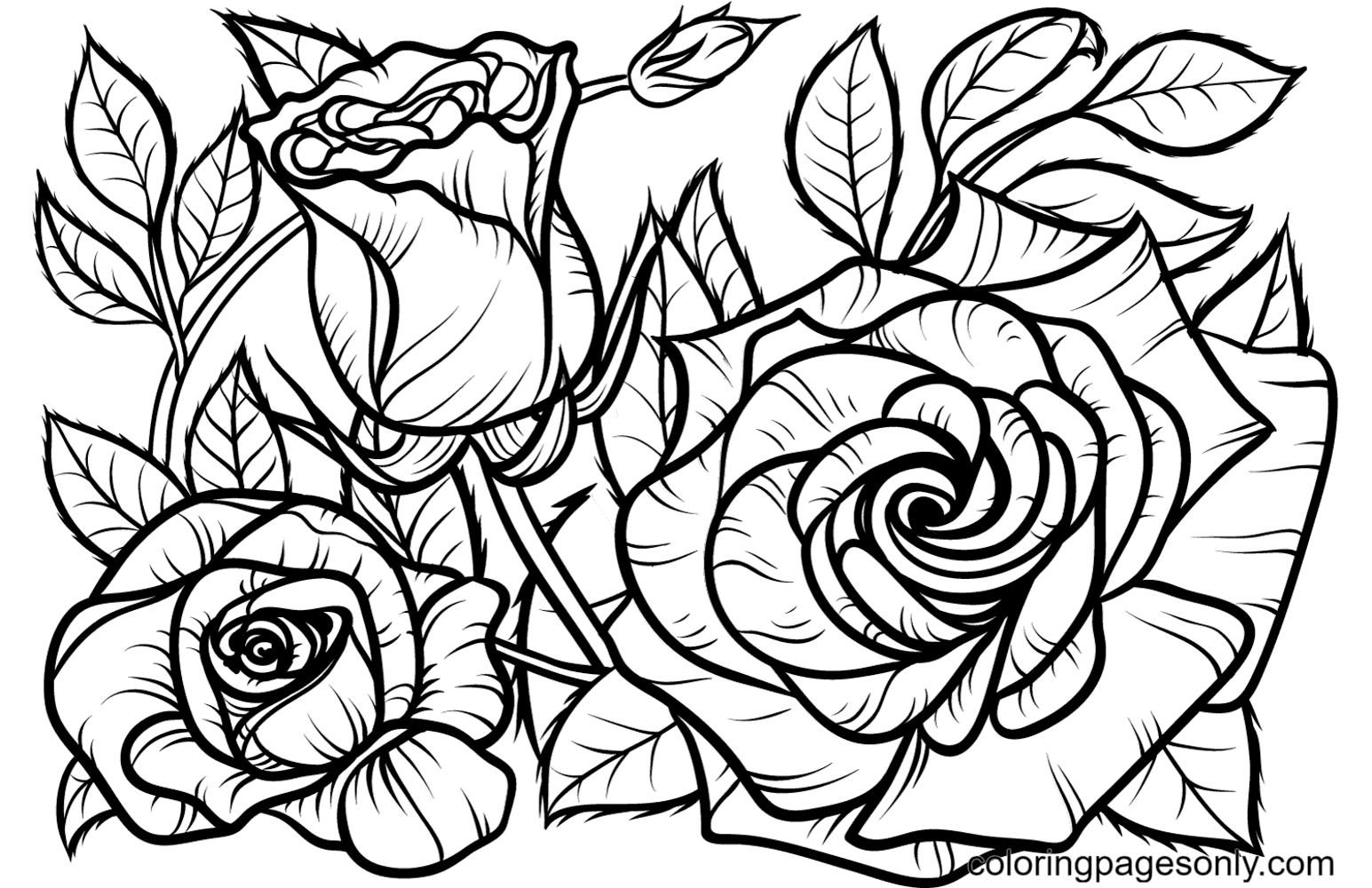 Rose coloring pages