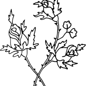 Roses coloring pages printable for free download