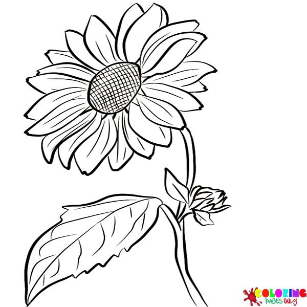 Charisma yellow red floribunda rose coloring pages